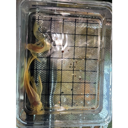 Bristlenose Pleco Long Fin Lemon Blue Eyes Pair