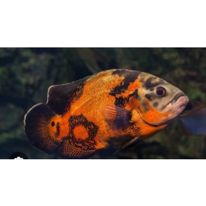 Bros aquatics