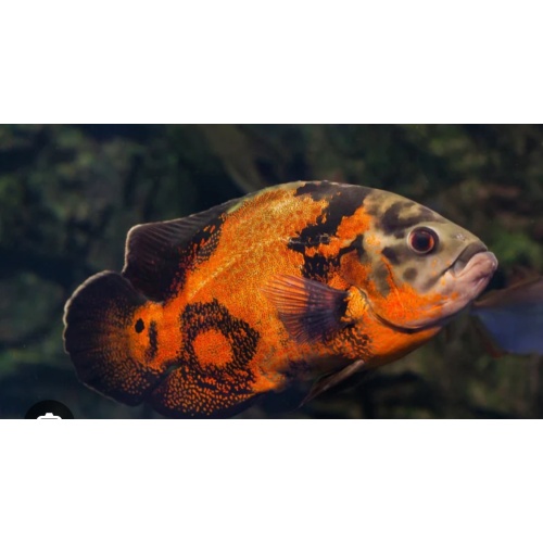 Bros aquatics
