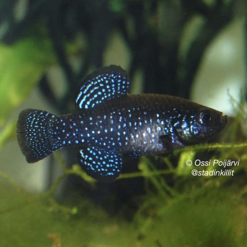 Paraphanius similis Bor TUBCD 05/17 20+ eggs