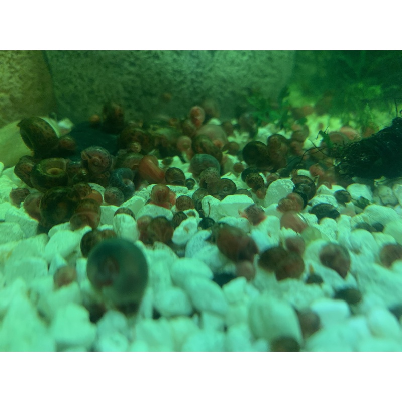 250+ Ramshorn Snails Brown Leopard Blue Red Pink FREE SHIPPING