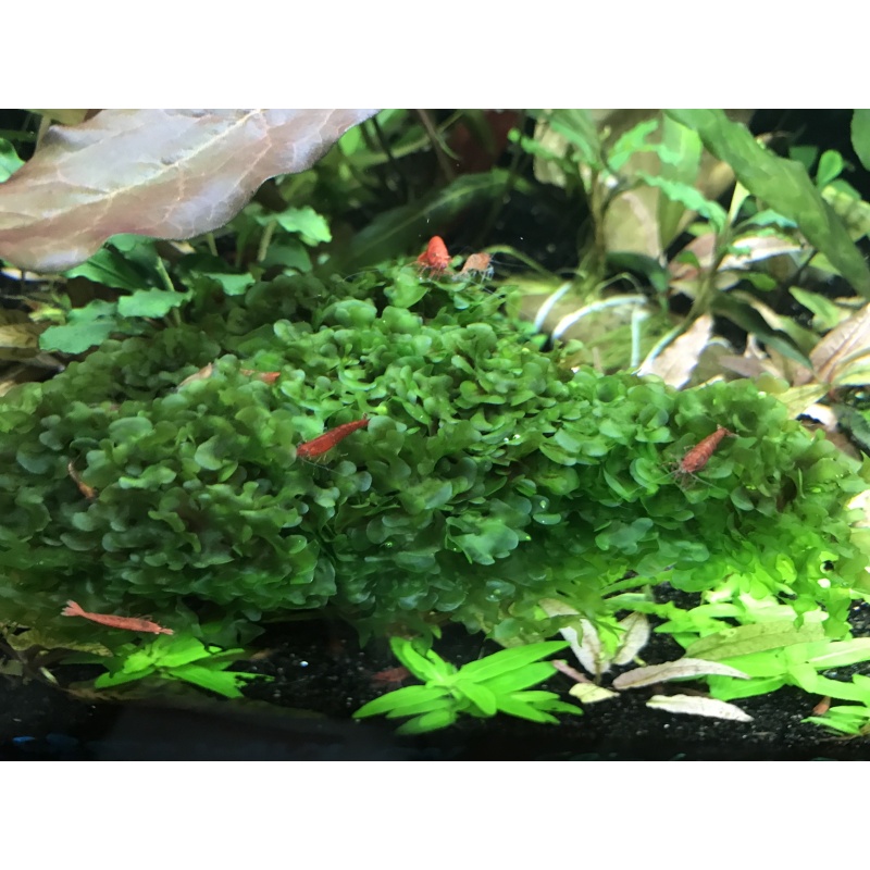 Subwassertang loose golf ball portion (snail free)