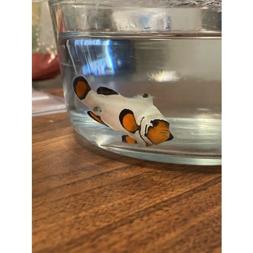 Frostbite clownfish