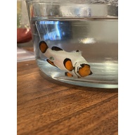 Frostbite Clownfish