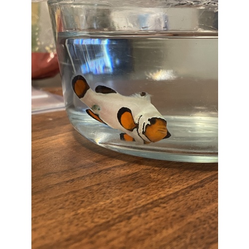 Frostbite Clownfish