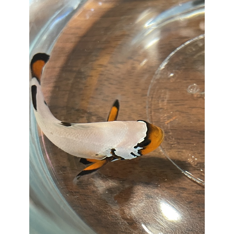 Frostbite clownfish