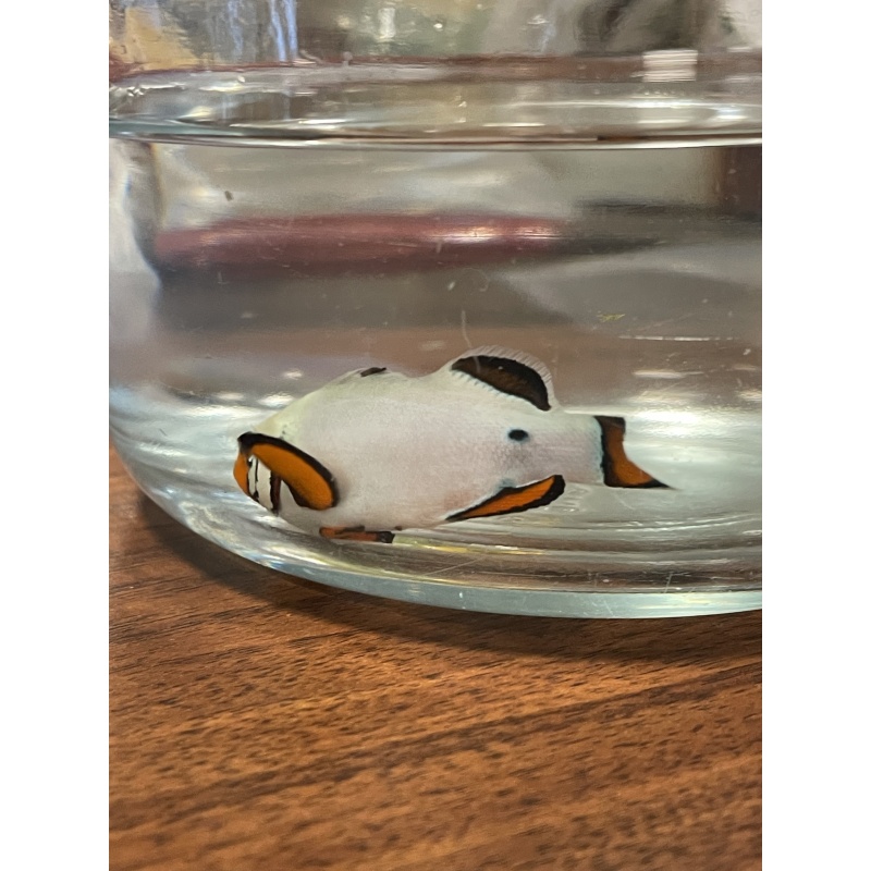 Frostbite clownfish