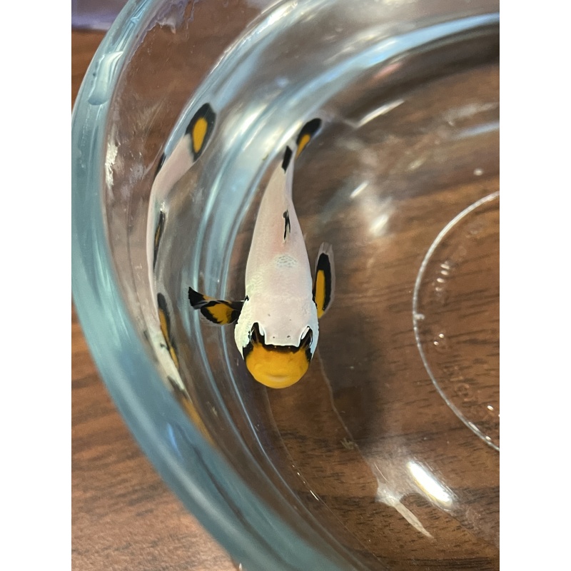 Frostbite clownfish