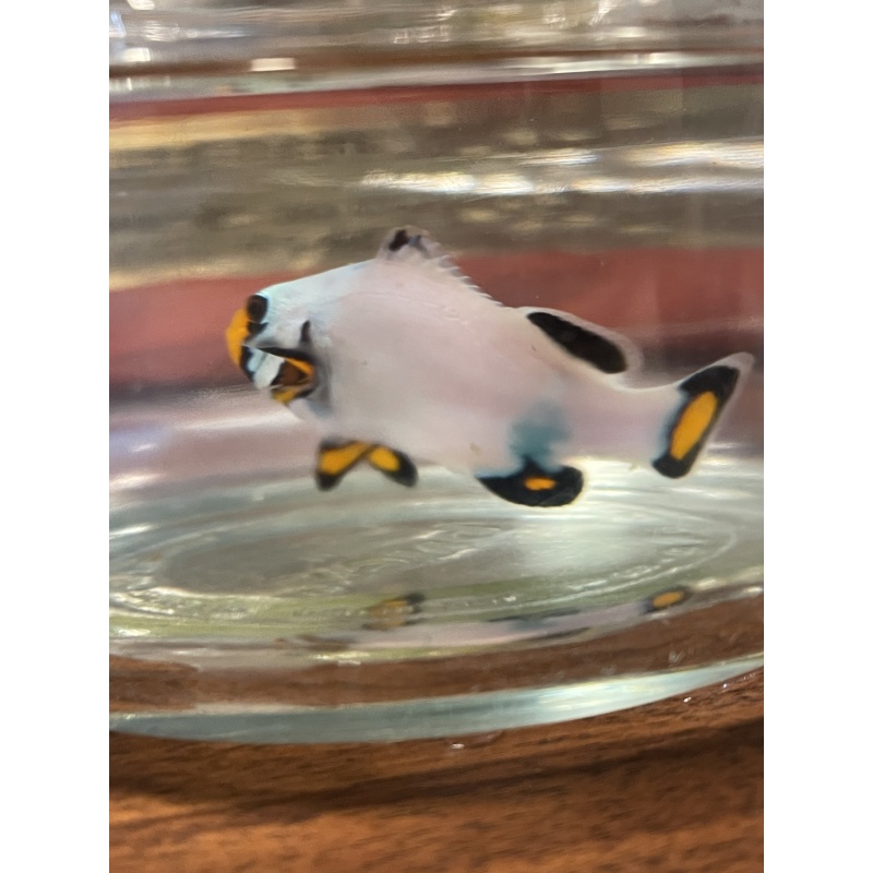 Frostbite clownfish