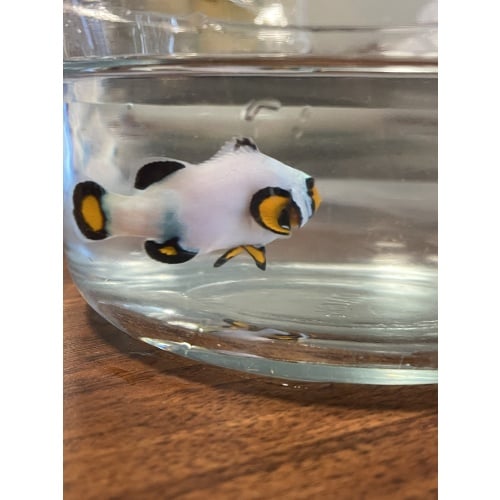 2 frostbite clownfish