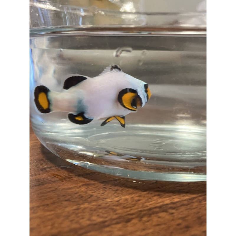 2 frostbite clownfish