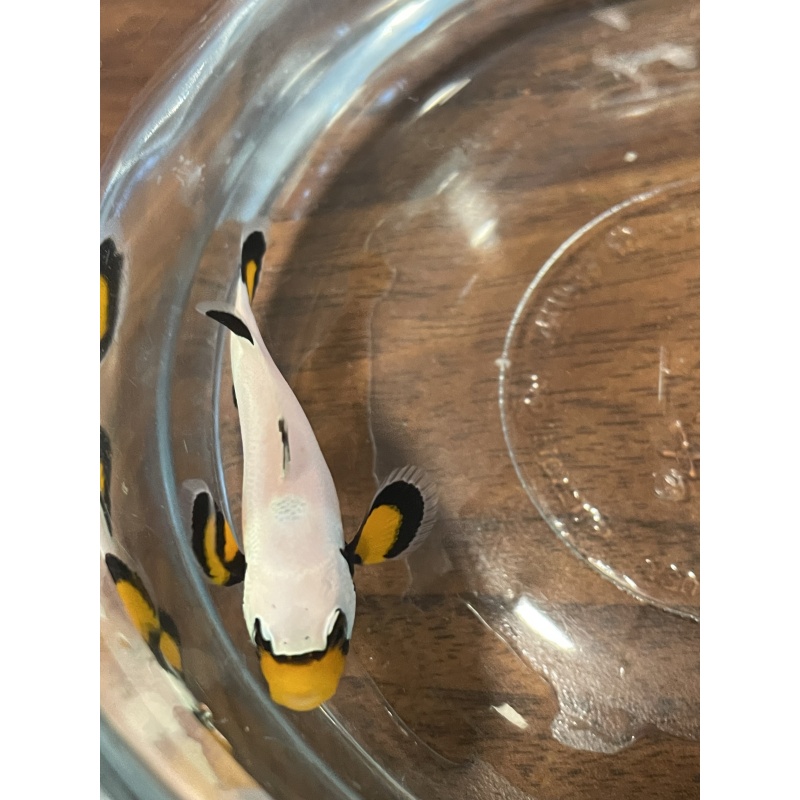 Frostbite clownfish