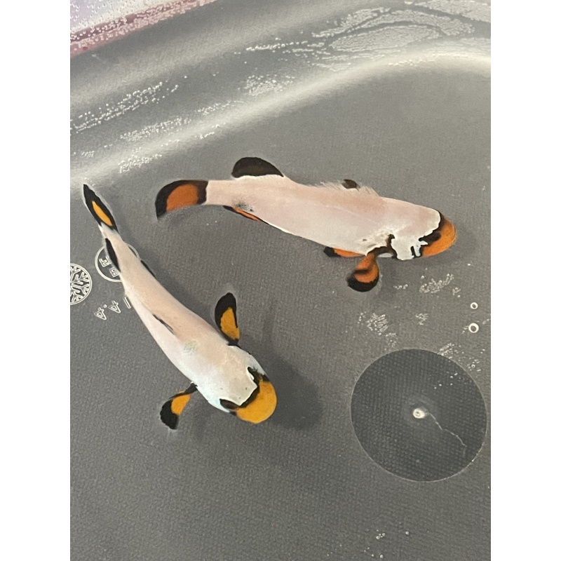 2 frostbite clownfish