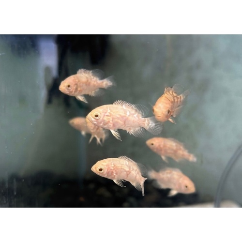 (0.5"-1") 6 ASSORTED OSCARS (ALBINO, RED TIGER)