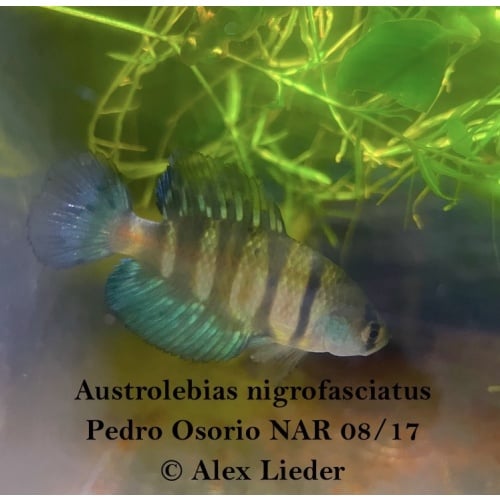 Austr. nigrofasciatus *Pedro Osorio*; 40+