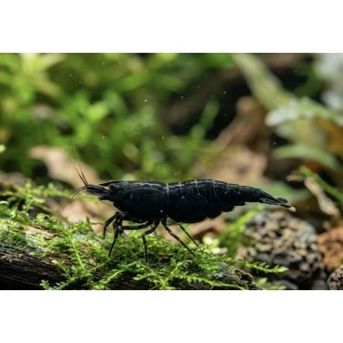 Black Chocolate Shrimp (Neocaridina davidi) (10 PACK) A+ GRADE