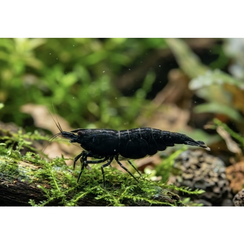 Black Chocolate Shrimp (Neocaridina davidi) (10 PACK) A+ GRADE
