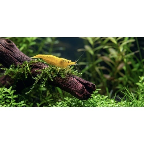 Yellow Shrimp (Neocaridina)((6 Pack))