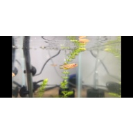 P82 Gardneri Killifish Young Trio (1M/2F) - Shipping Included!
