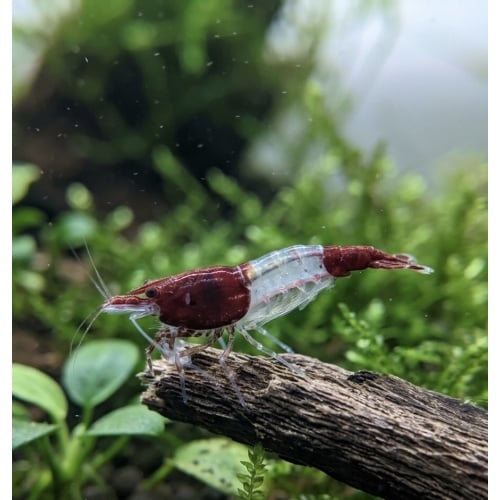 Red Rili Shrimp (Neocaridina)((6 Pack))