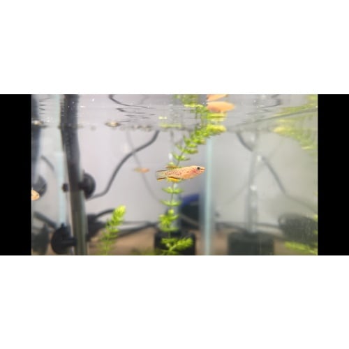 P82 Gardneri Killifish Young Trio (1M/2F) - Shipping Included!
