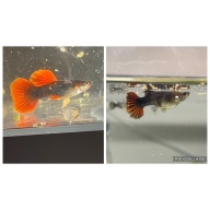 Young Red Rose HB Guppy Trio 1M/2F - Shipping Included!