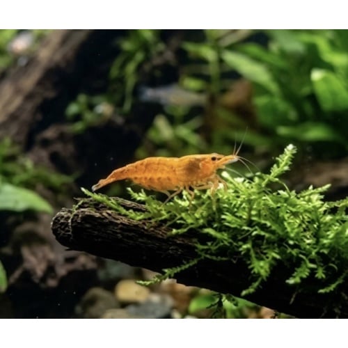 Orange Shrimp (Neocaridina)((6 Pack))