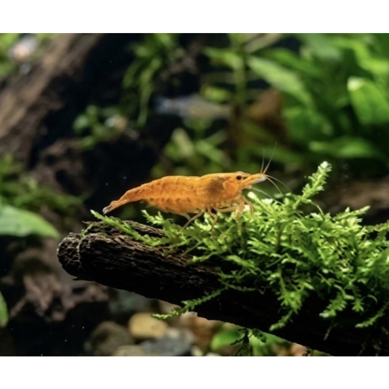 Orange Shrimp (Neocaridina)((6 Pack))