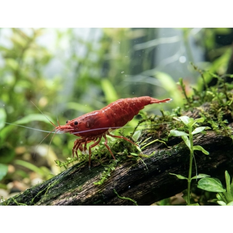Cherry Shrimp ((6 Pack))