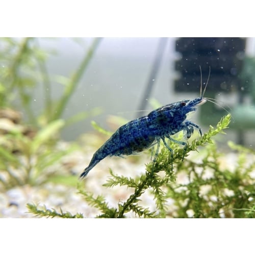 Blueberry Shrimp ((6 Pack))
