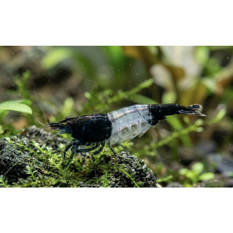 Black Rili Shrimp (Neocaridina)((6 Pack))