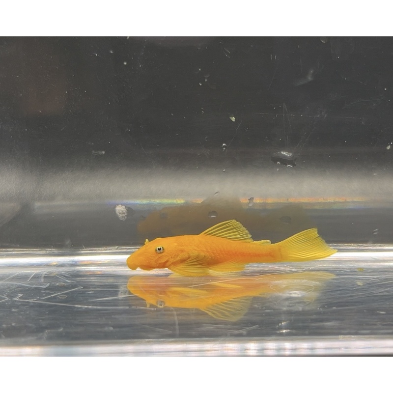 3-Pack Blue Eyed Lemon Bristlenose 2-2.5” - Free Shipping