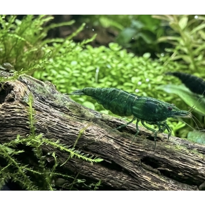 Green Shrimp (Neocaridina davidi) (10 PACK) A+ GRADE