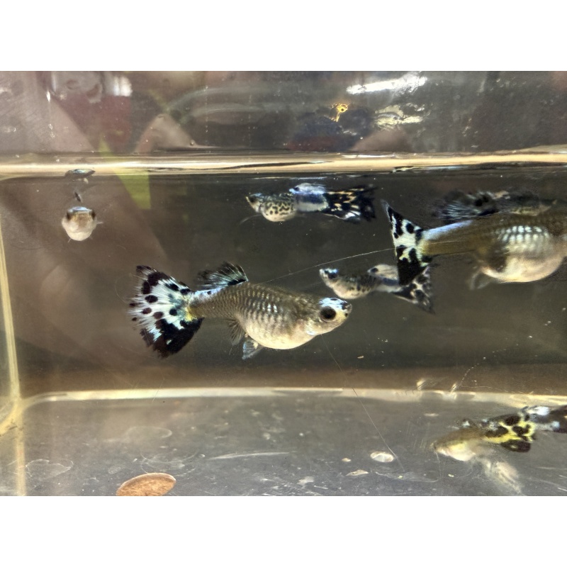 Short Body Blue Koi Guppies (2 Pairs + Extras), Home-Bred, New Strain!
