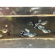 Short Body Blue Koi Guppies (2 Pairs + Extras), Home-Bred, New Strain!
