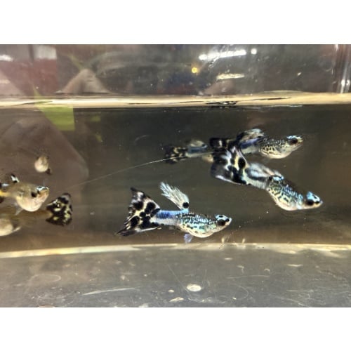 Short Body Blue Koi Guppies (2 Pairs + Extras), Home-Bred, New Strain!