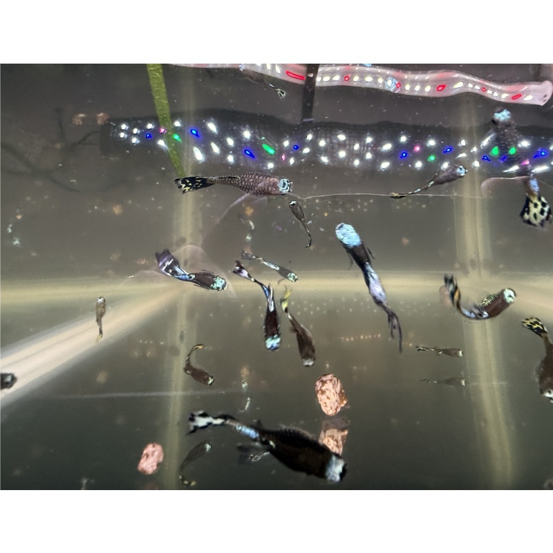 Short Body Blue Koi Guppies (2 Pairs + Extras), Home-Bred, New Strain!