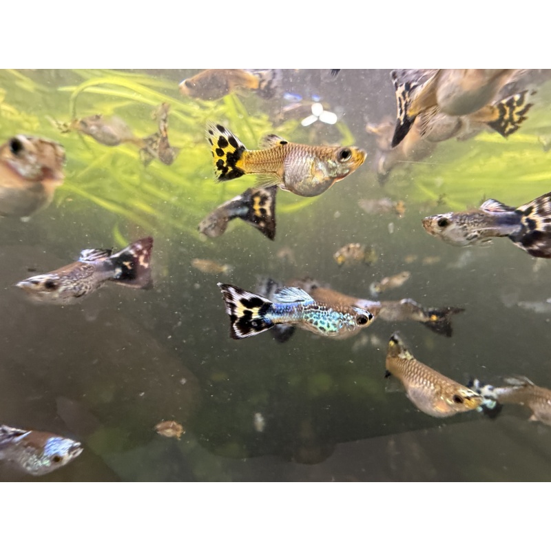 Short Body Blue Koi Guppies (2 Pairs + Extras), Home-Bred, New Strain!