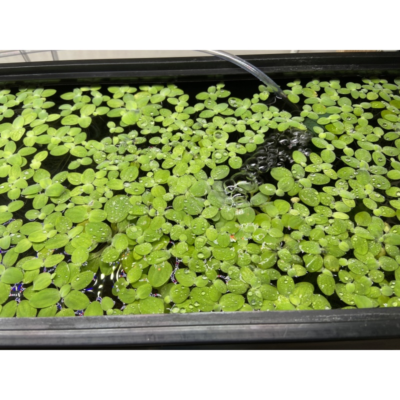 Plants mixed lot