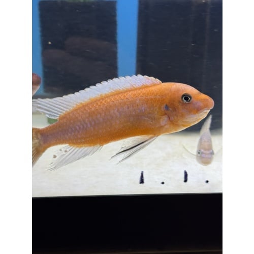 Labeotropheus Trewavasae Ochre Chilumba Adult Male
