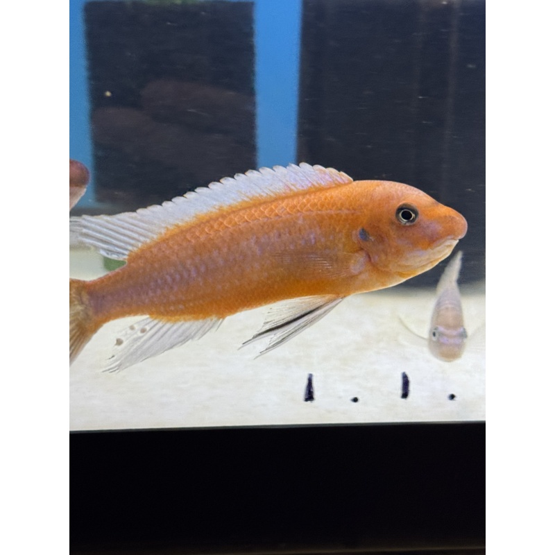 Labeotropheus Trewavasae Ochre Chilumba Adult Male