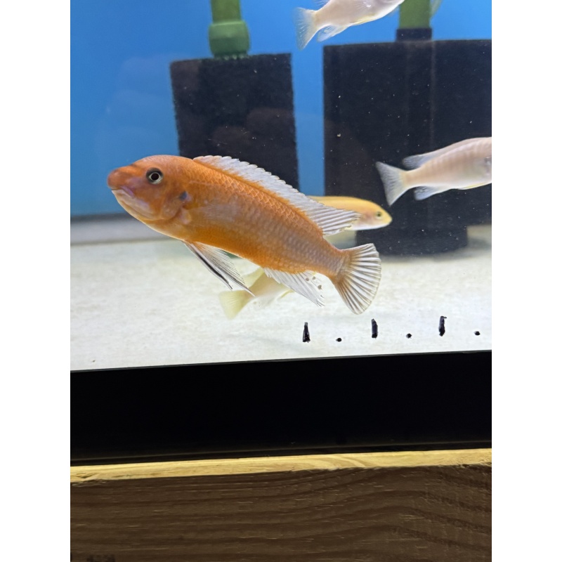 Labeotropheus Trewavasae Ochre Chilumba Adult Male