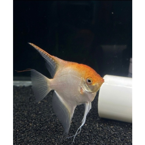 3-4" Golden Angelfish - Unsexed