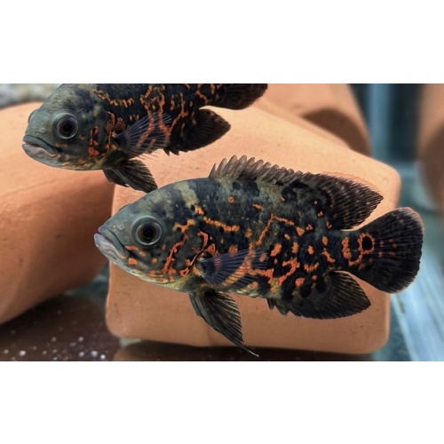 2-3" Red Tiger Oscar