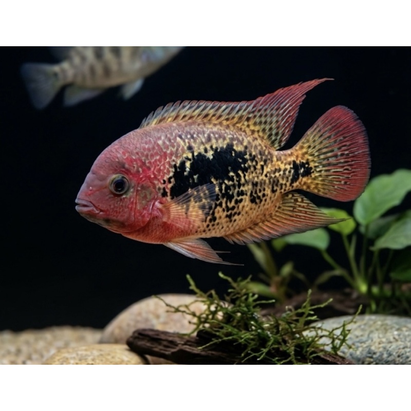 5-6" Red Spotted Cichlid (Vieja bifasiata)