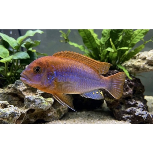 2-3" Rusty Cichlid Mbuna