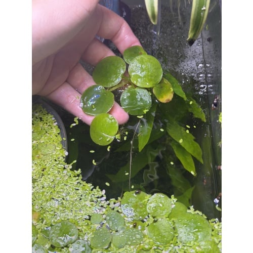 Amazon Frogbit, 10+ segments, Free Shipping
