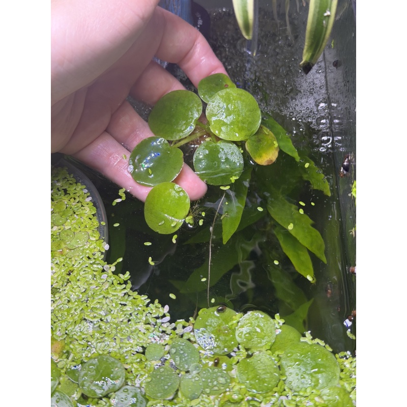 Amazon Frogbit, 10+ segments, Free Shipping