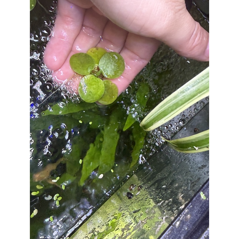 Amazon Frogbit, 10+ segments, Free Shipping