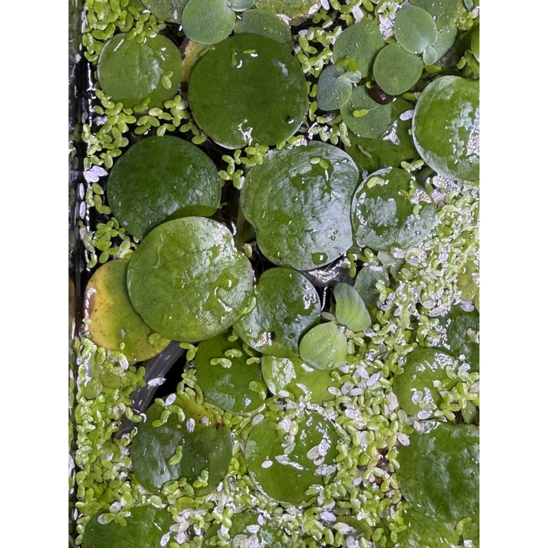 Amazon Frogbit, 10+ segments, Free Shipping